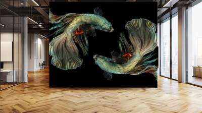 Two betta fish, Siamese fighting fish, betta splendens (Halfmoon betta, Pla-kad (biting fish) isolated on black background. Wall mural