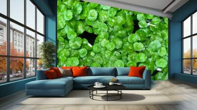 Photoshoot of gotu kola in garden with nature daylight , healthy benefit , nature and flower Wall mural