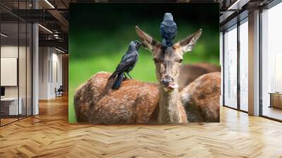 Isolated shot of a deer with one raven standing on the back and another on the head Wall mural