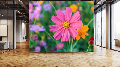 beautiful cosmos flower field Wall mural