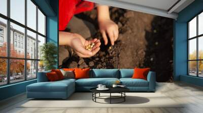 boy, child holds pea seeds in his hands and plants them in the ground of the earth. sowing. close-up of hands with seeds. Wall mural