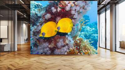 Beautiful underwater scene with coral reef and couple of yellow masked butterfly fish or blue-cheeked butterflyfish Wall mural