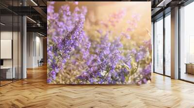 Nepeta faassenii, catnip flower in the sun light Wall mural