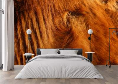 brown fur texture Wall mural