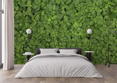 Fittonia plant texture Wall mural