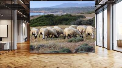 sheep in cyprus Wall mural