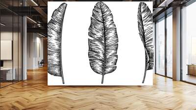 black and white engrave isolated palm leaf illustration Wall mural