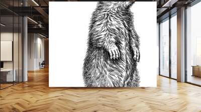 Vintage engraving isolated marmot set illustration groundhog ink sketch. Woodchuck background silhouette art. Black and white hand drawn vector image Wall mural