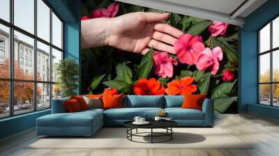 Hand touching sunpatiens flowers Wall mural