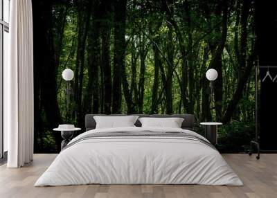 Landscape shot of a dense dark green forest Wall mural