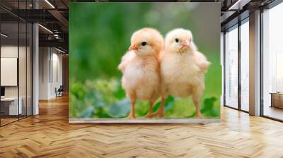 Group of funny baby chicks on the farm Wall mural