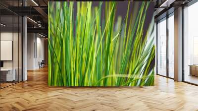 green grass background Wall mural