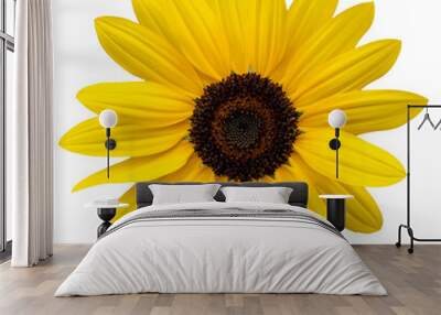 A yellow flower, like a sunflower. Isolate a large flower with clipping path. Taipei Chrysanthemum Exhibition. Wall mural