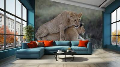 Two African lions rest on the grass. One lion lay on the back of the other. Large numbers of animals migrate to the Masai Mara National Wildlife Refuge in Kenya, Africa. 2016. Wall mural