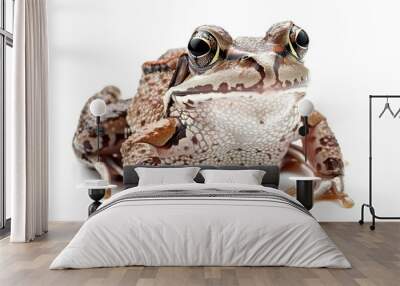 Frog isolated on white background Wall mural