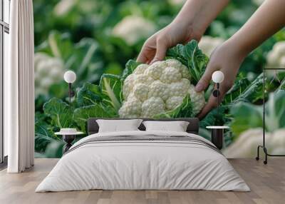 Person plucking cauliflower from a farm of cauliflowers Wall mural