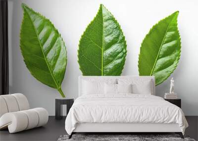 Stem of tea plant isolated on a white background Wall mural