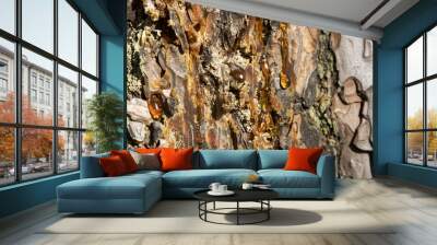 Amber pine resin. Amber pitch on bark of a tree trunk. Wall mural