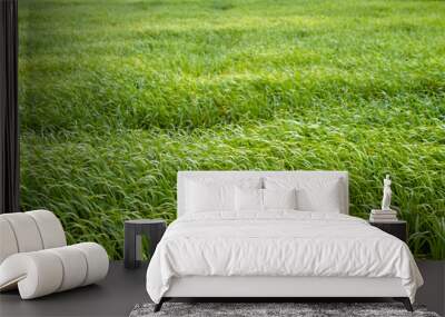 Green field of young wheat.
Horizontal frame. Bright green young sprouts of cereal in diagonal rows Wall mural