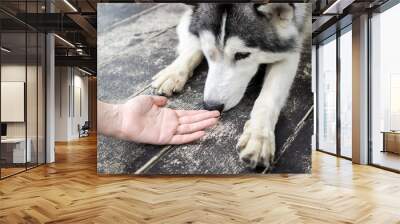 Young Husky Siberian dog sniffing at human hands Wall mural