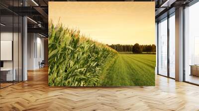 cornfield at sunset Wall mural