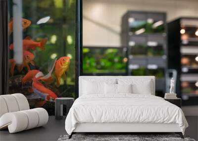 Pet shop aquarium with goldfish Wall mural