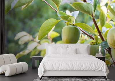 Early fall, unripe green persimmon fruit. warm sunshine Wall mural