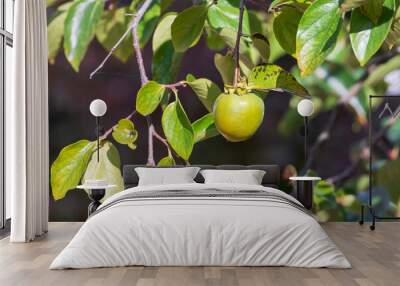 Early fall, unripe green persimmon fruit. warm sunshine Wall mural