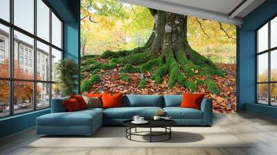 árbol con raices bosque otoño país vasco 2204-f14 Wall mural