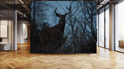 buck at dusk Wall mural