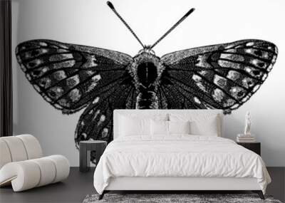 butterfly hand drawing vector illustration isolated on white background. Wall mural