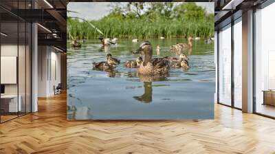 Mother duck with ducklings swimming on lake surface. Wild animals in a pond. Wall mural