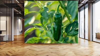 A green jalapeno pepper growing on a plant in the garden Wall mural