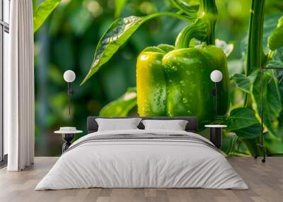 A green pepper growing on a plant in the garden Wall mural