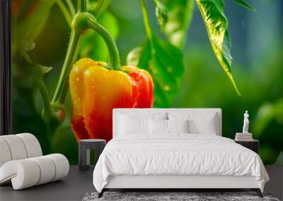 A red and yellow pepper growing on a plant Wall mural