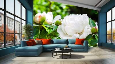 Close-up of white peony on green background Wall mural