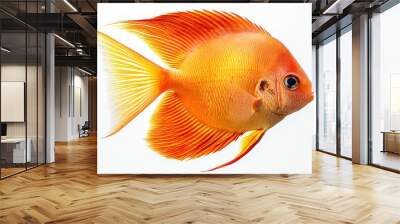 A colorful discus fish and a magnificent freshwater aquarium fish isolated on white, isolated on a white background. Wall mural