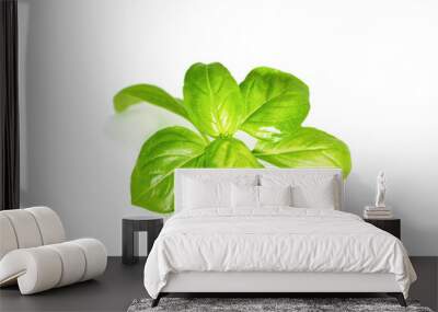 Basil leaves isolated on white background Wall mural