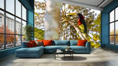 Red-necked Aracari Wall mural