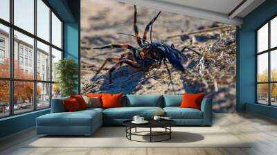 wasp with spider Wall mural