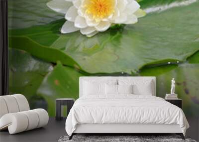 blossom of a white water lily Wall mural