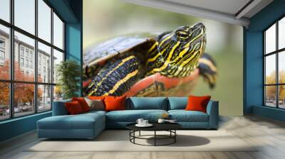 painted turtle (Chrysemys picta) Wall mural