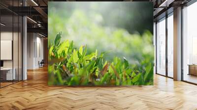 Beautiful nature background with close up green grass in summer or spring. Wall mural