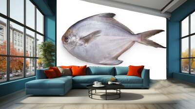 fresh silver pomfret isolated on white background Wall mural