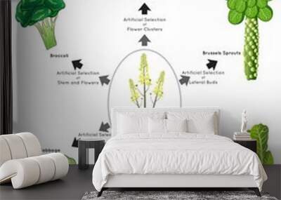 artificial selection infographic diagram example brassica oleracea human desirable breed stem leave  Wall mural