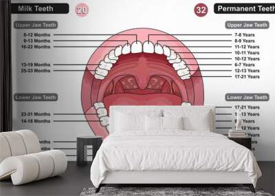 Comparison between milk and permanent teeth infographic diagram age of tooth eruption months years upper lower jaw dental medical science education cartoon vector drawing illustration chart Wall mural