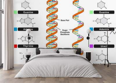 DNA vs RNA strand infographic diagram with compound comparison chart chain structure parts cytosine guanine adenine thymine and uracil nitrogenous bases vector illustration for biology genetic science Wall mural