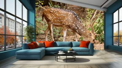 Beautiful fluffy spotted deer with antlers on a field in Salzburg Zoo Wall mural