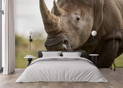 A close up portrait of a white rhino grazing and looking straight at the camera, with grass falling out of its mouth, taken at the Madikwe game Reserve in South Africa. Wall mural