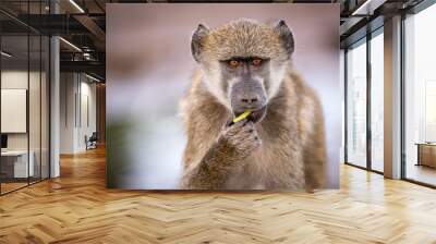 A close up portrait of a young baboon looking straight into the camera at sunset, taken on the Chobe River in Botswana. Wall mural